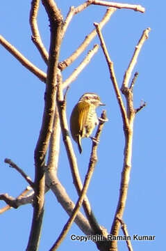 Image of Speckled Piculet