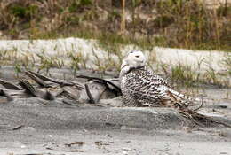 Image of Eagle-owls