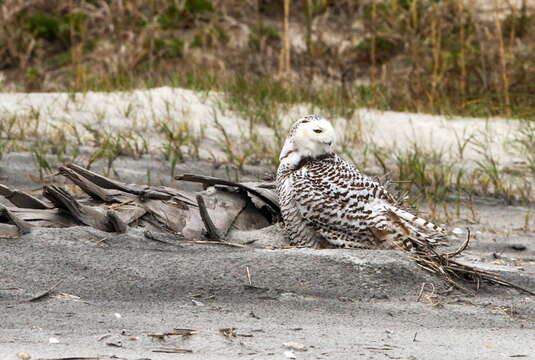 Imagem de Bubo scandiacus (Linnaeus 1758)