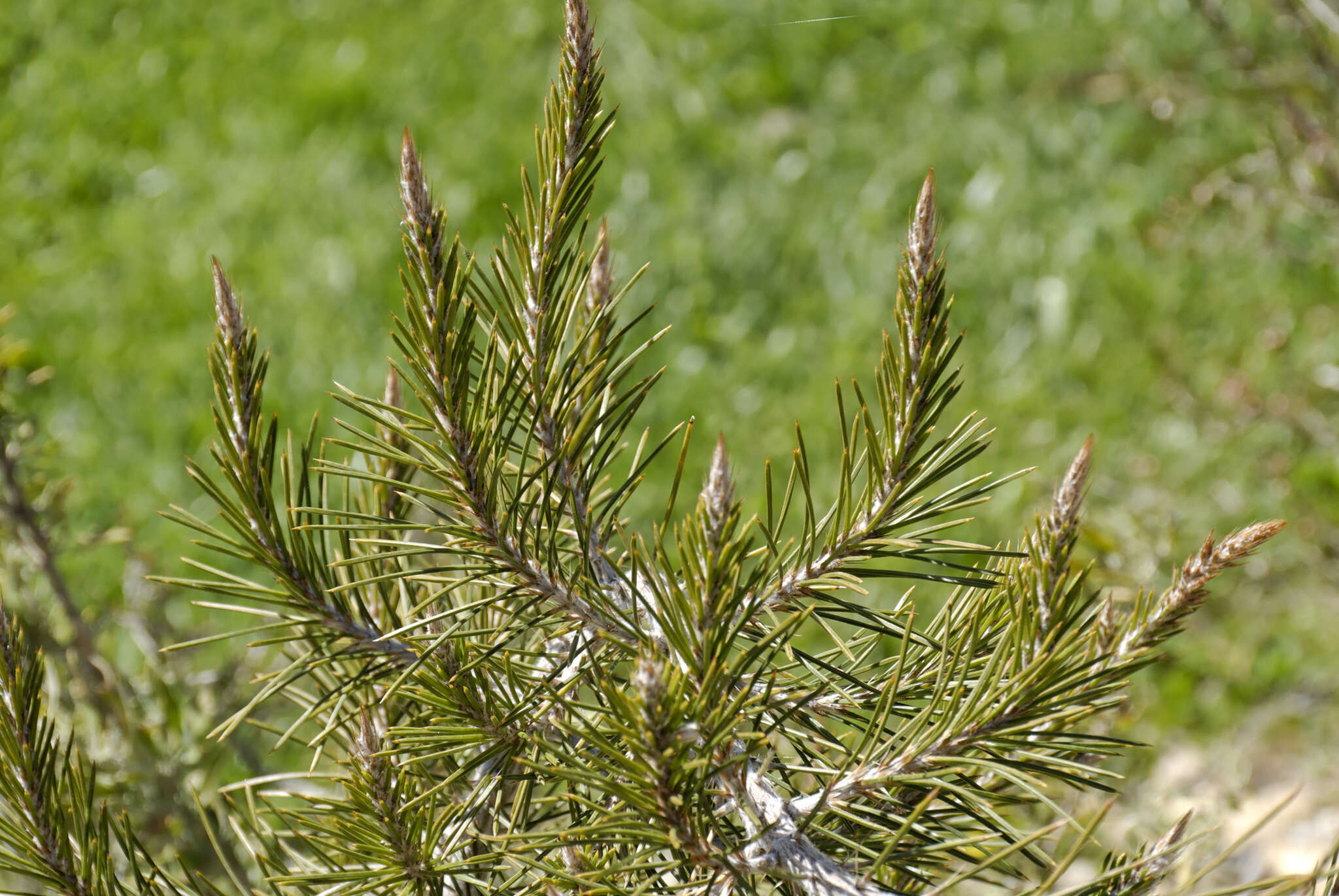 Image of Allocasuarina pinaster (C. A. Gardner) L. A. S. Johnson