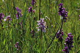 Image of Green-winged Orchid