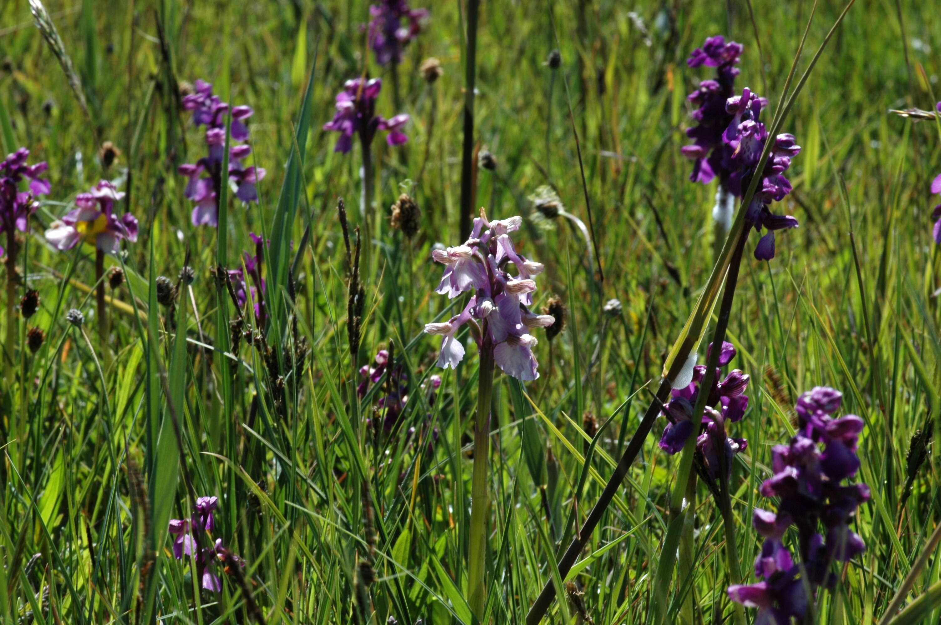 Image of Green-winged Orchid