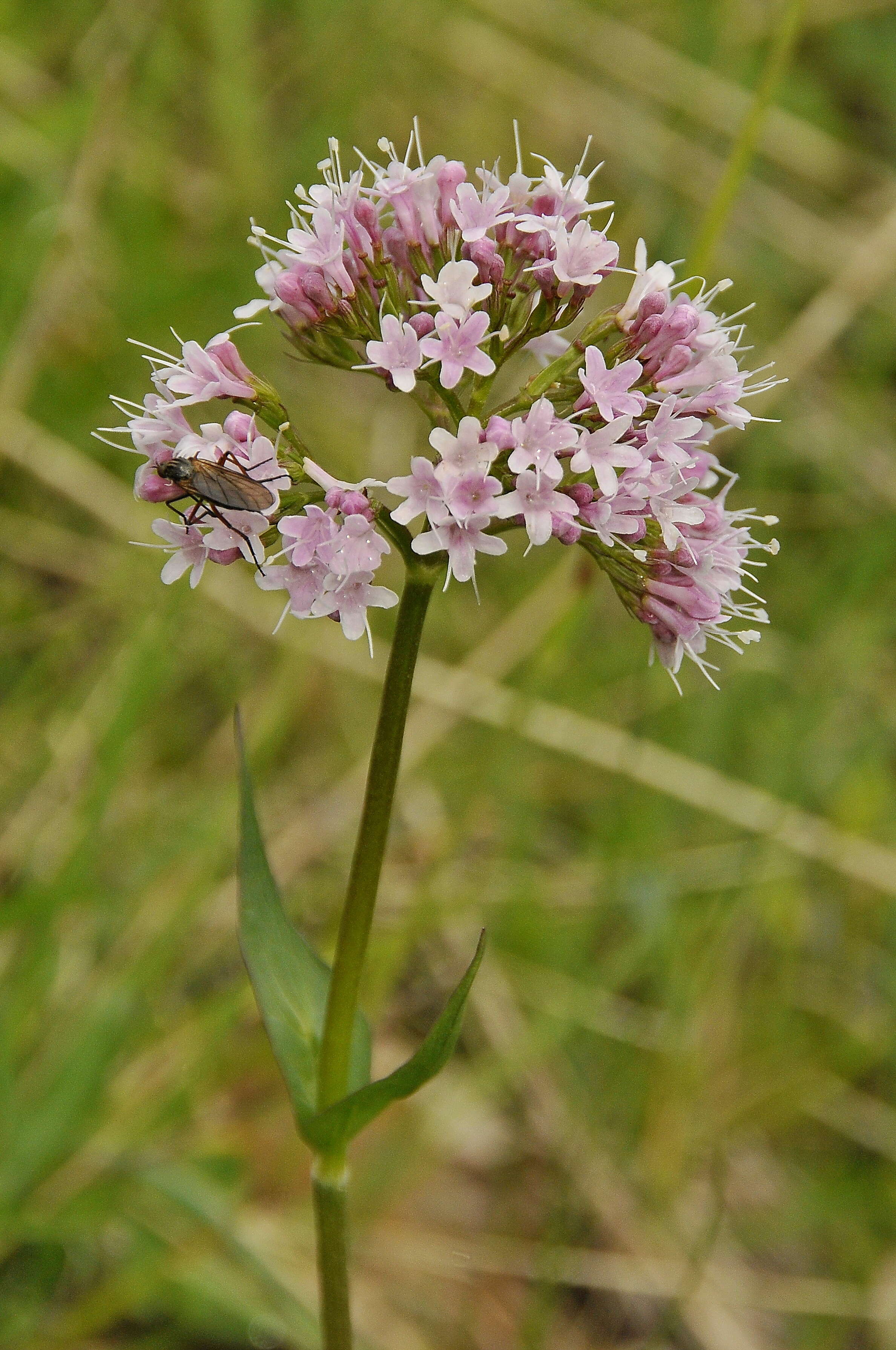 Image of valerian