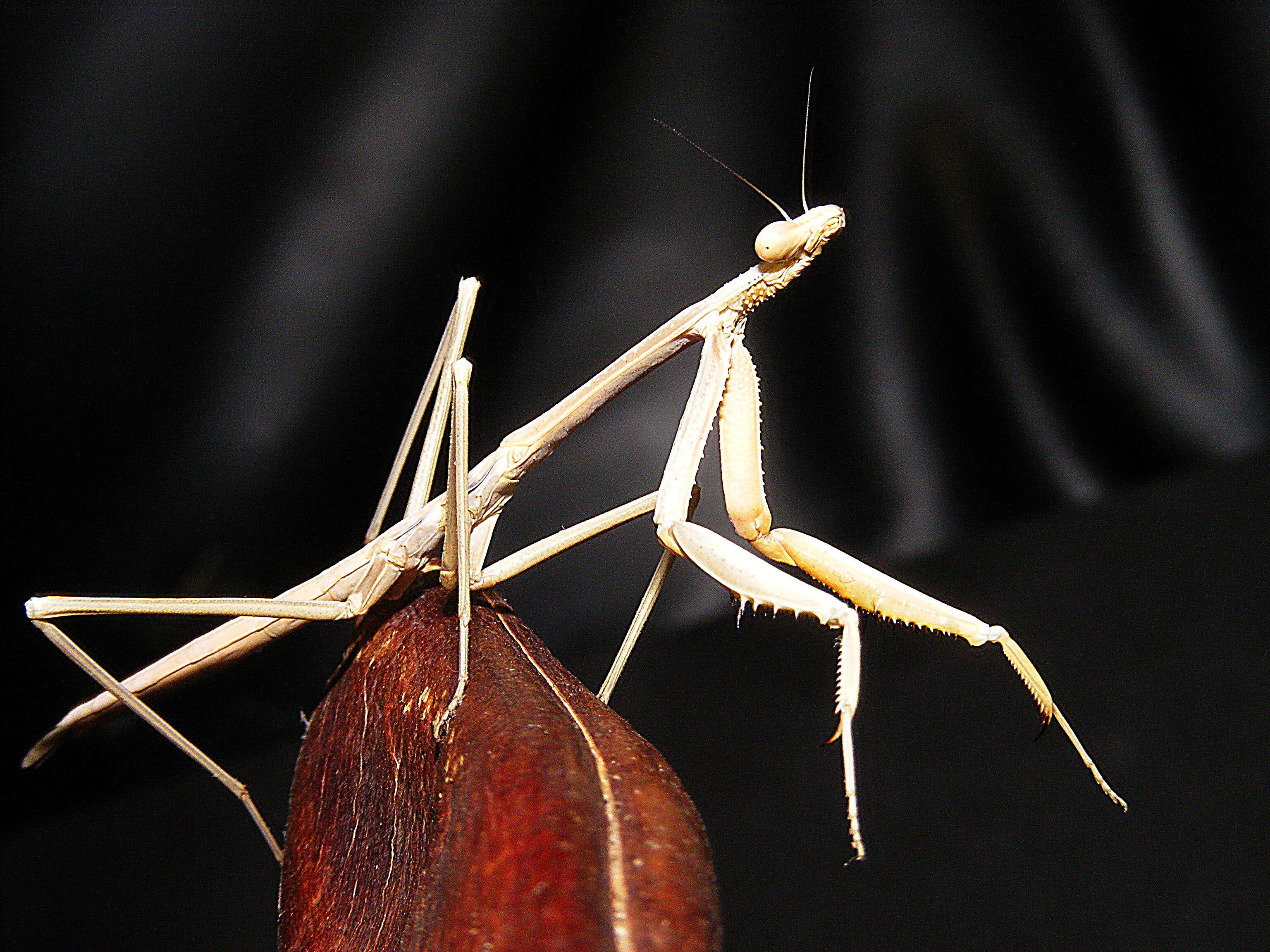 Image of Archimantis