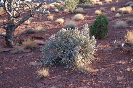 Image of roundleaf buffaloberry