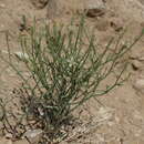Image of Wheeler's skeletonweed
