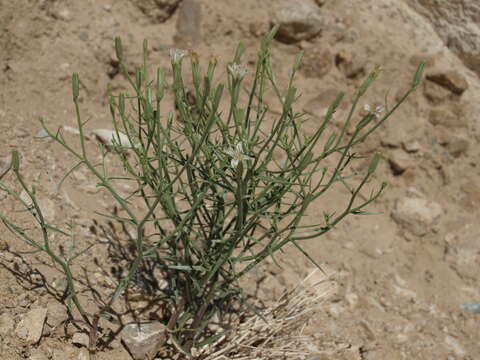 Image of skeletonweed