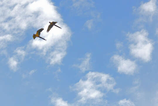 Image of Blue-and-yellow Macaw