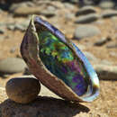 Image of blackfoot paua