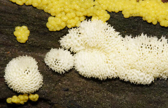 Image of Dog vomit slime mold