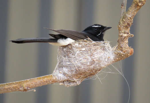 Image de Rhipidure hochequeue