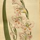Imagem de Gladiolus communis L.