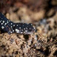 Image of Woodland salamander