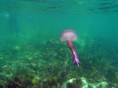 Image of Purplestriped jellyfishes