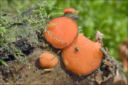 صورة Scutellinia kerguelensis (Berk.) Kuntze 1891