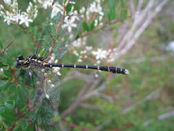 Image of Hemigomphus Selys 1854