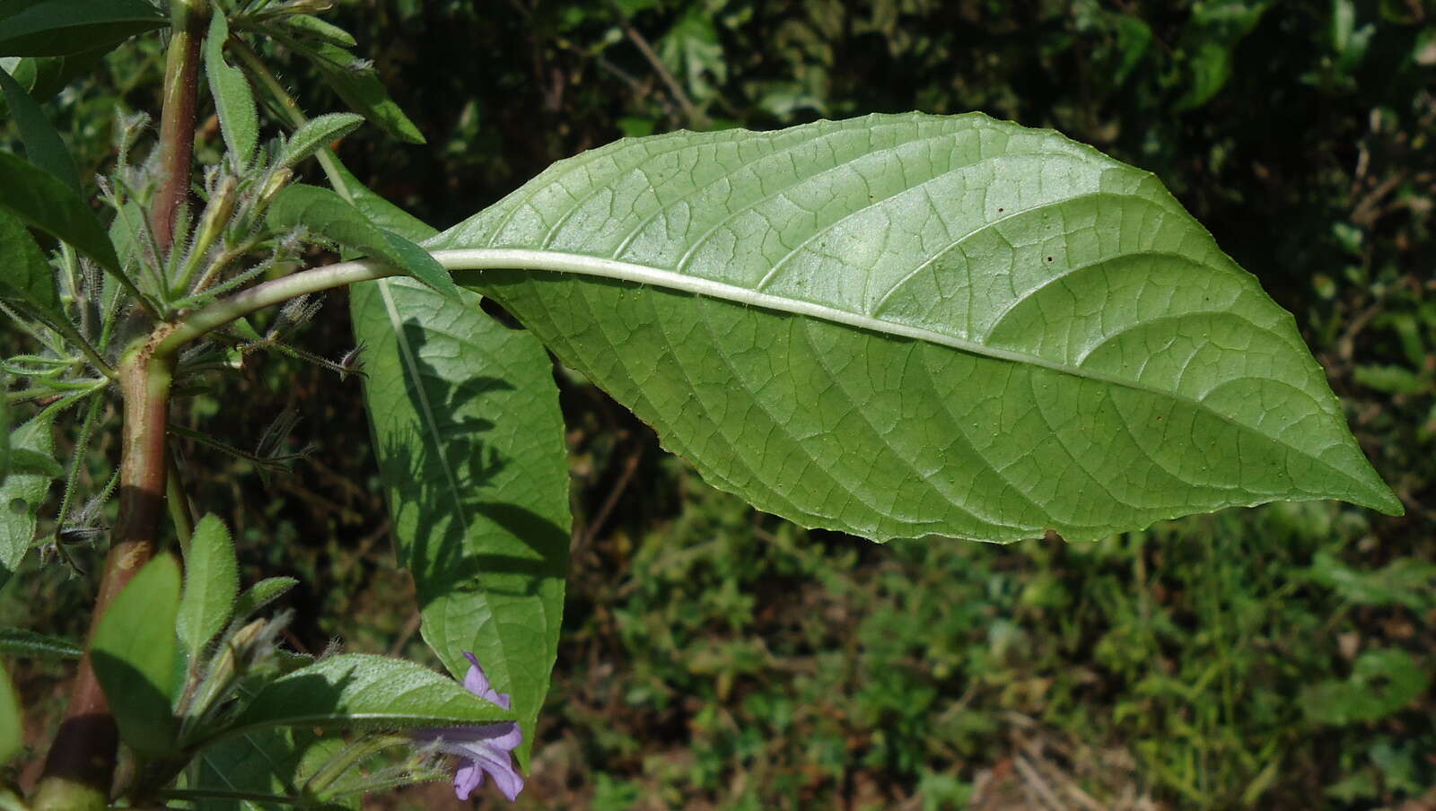 Image of Ruellia paniculata L.