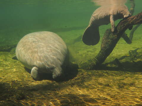 Image of manatees