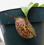 Image of Flask-Shaped Pitcher-Plant