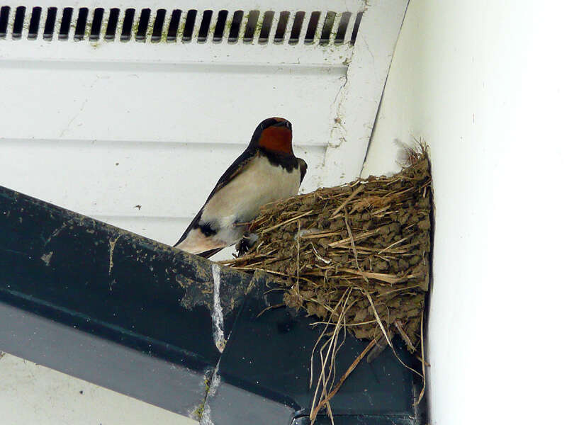 Image of Hirundo Linnaeus 1758