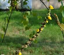 Image of mullein