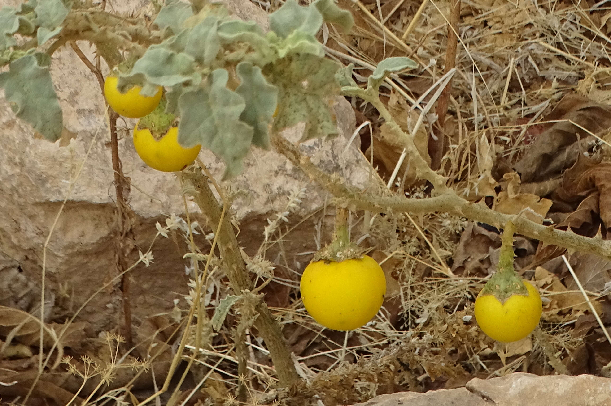 Image of Nightshade