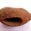 Image of Bahia piassaba palm