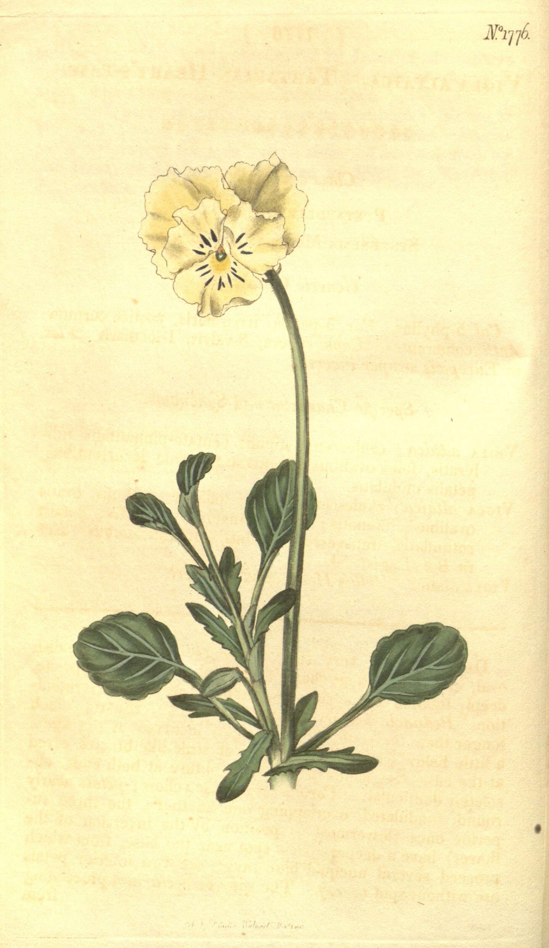 Image of Viola altaica Ker-Gawl.