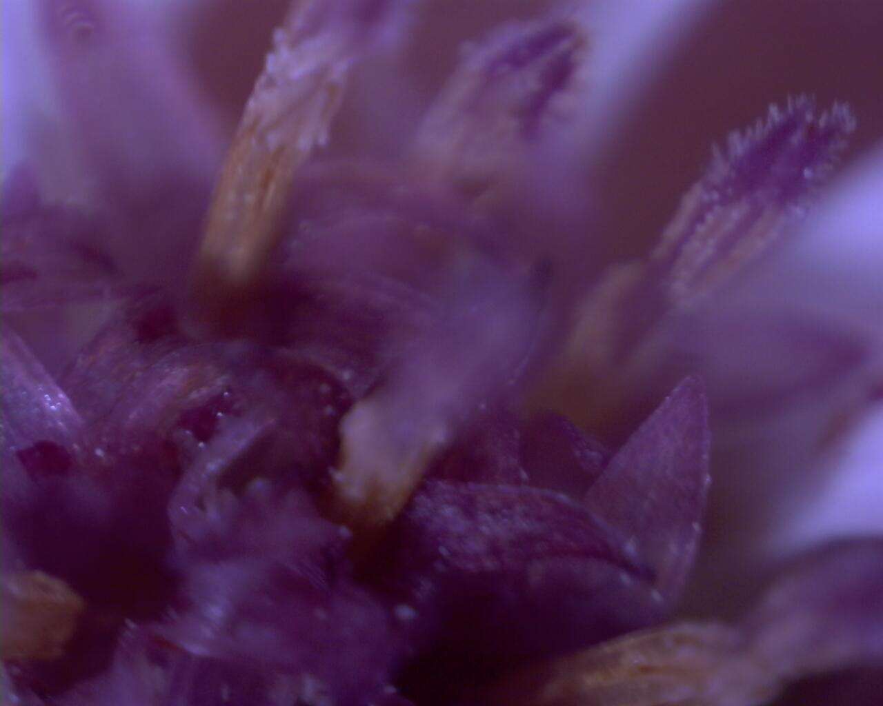 Image of aster