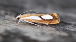 صورة Catoptria pinella Linnaeus 1758