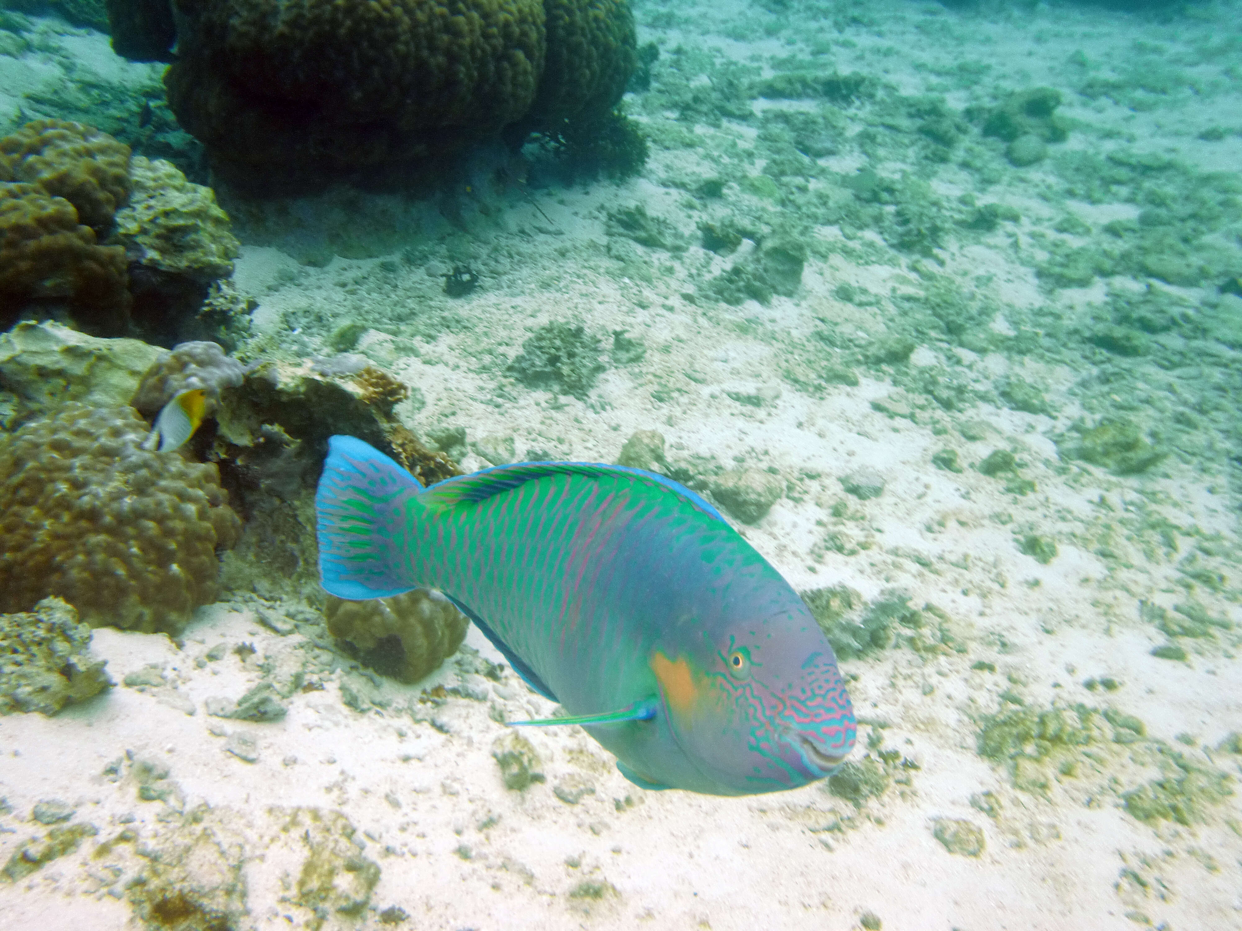 Image of Rivulated parrotfish