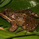 Image of Criolla Frog