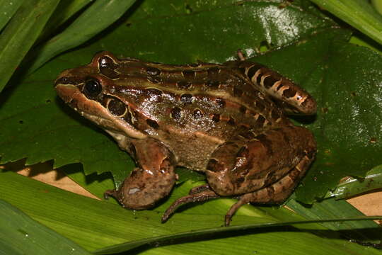 Image of Neotropical Grass Frogs