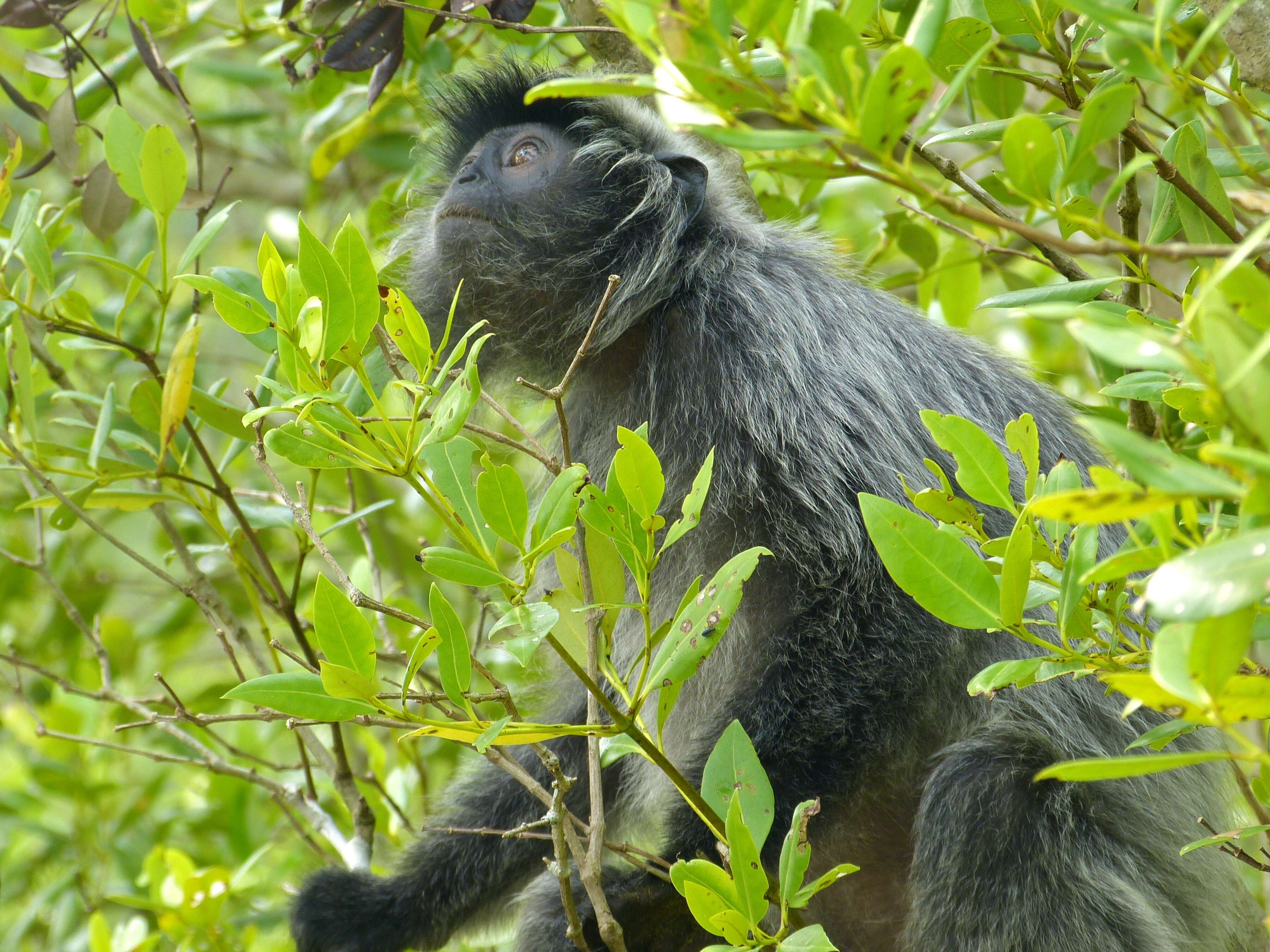 Image of Lutungs or leaf monkeys