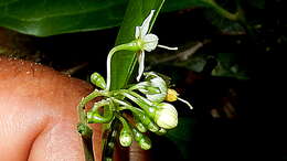 Image of Solanum bahianum S. Knapp