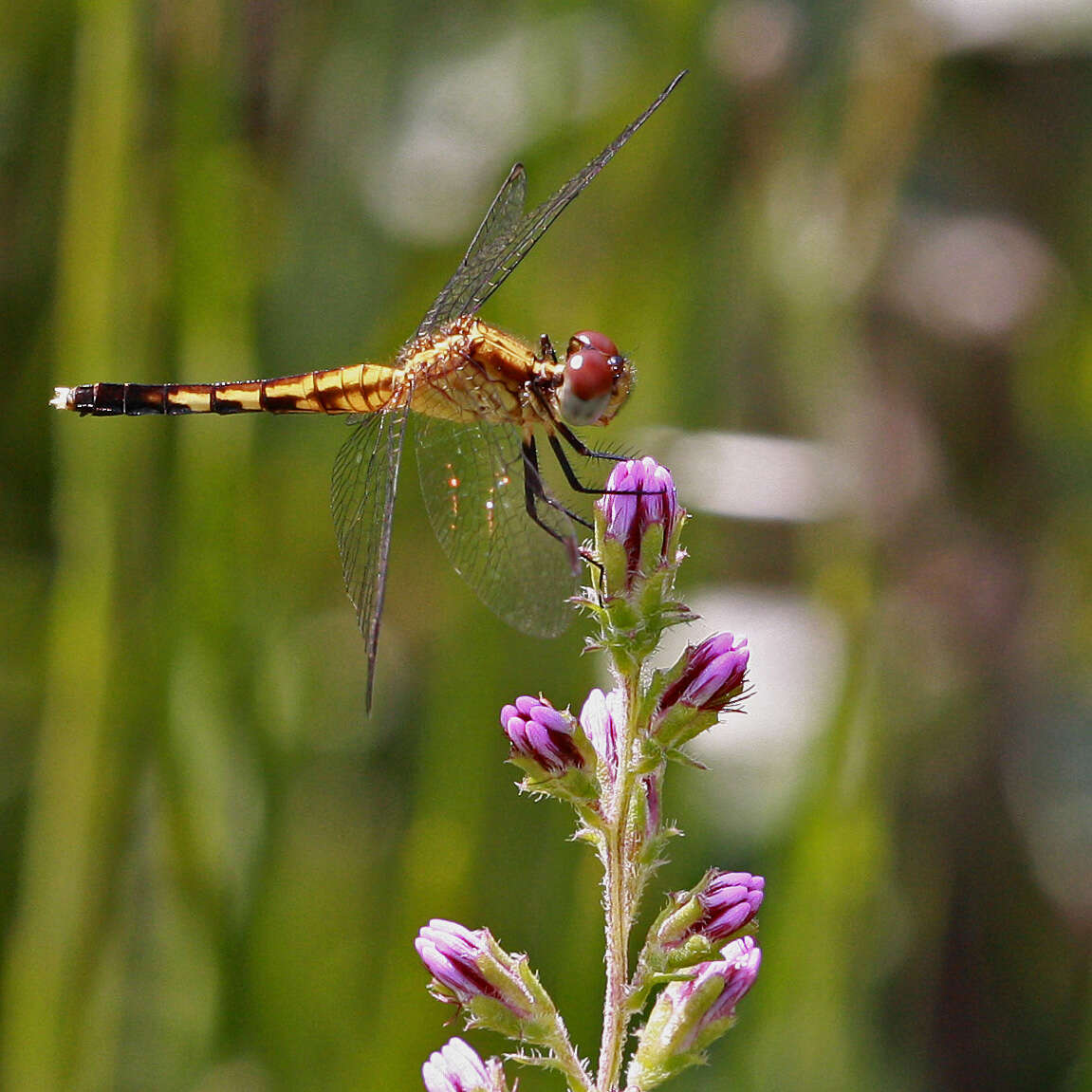 Image of Little Blue Dragonlet