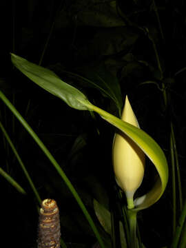 Image of Cyclanthus