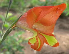 Image of Gladiolus decoratus Baker