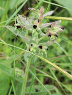 Image of monkswort