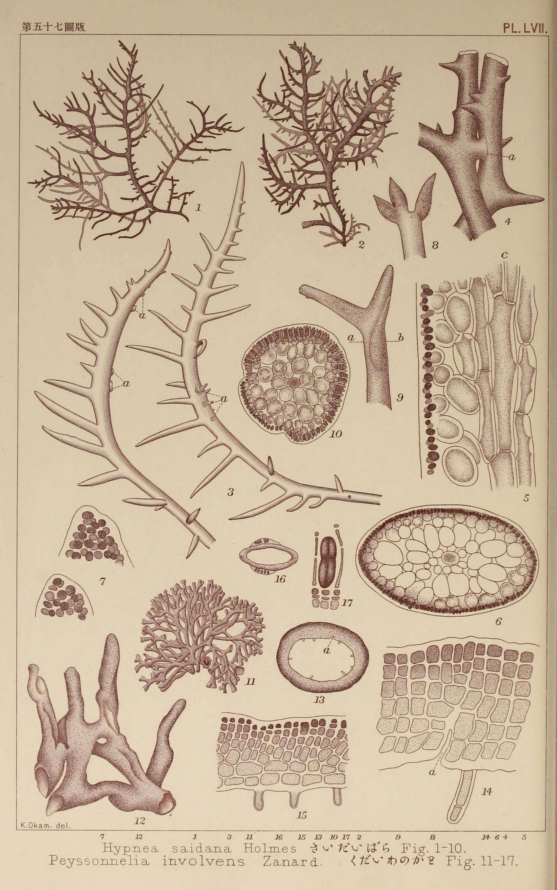Image of Cystocloniaceae