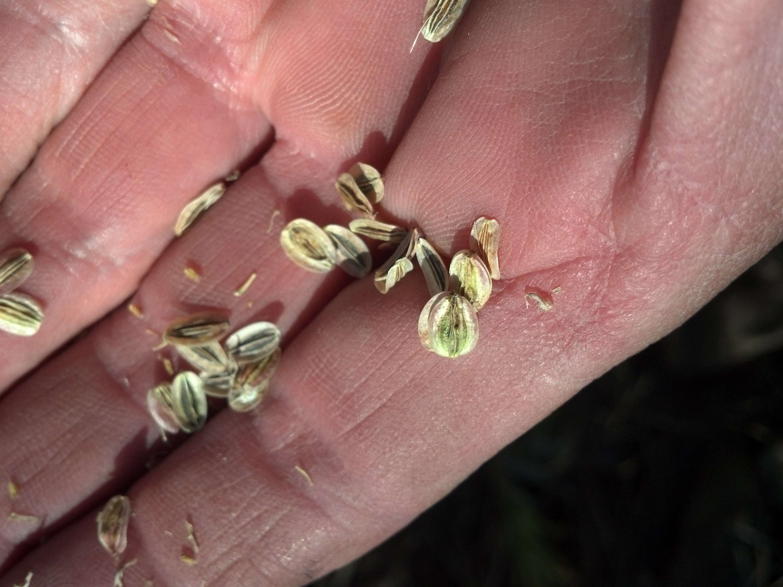 Imagem de Lomatium simplex (Nutt.) J. F. Macbr.