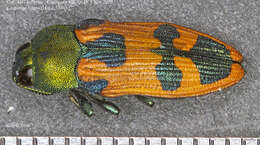 Image of Castiarina