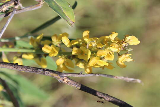 Image of Magnoliophyta