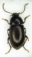 Image of Cylindronotus