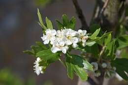 Image of Hawthorn