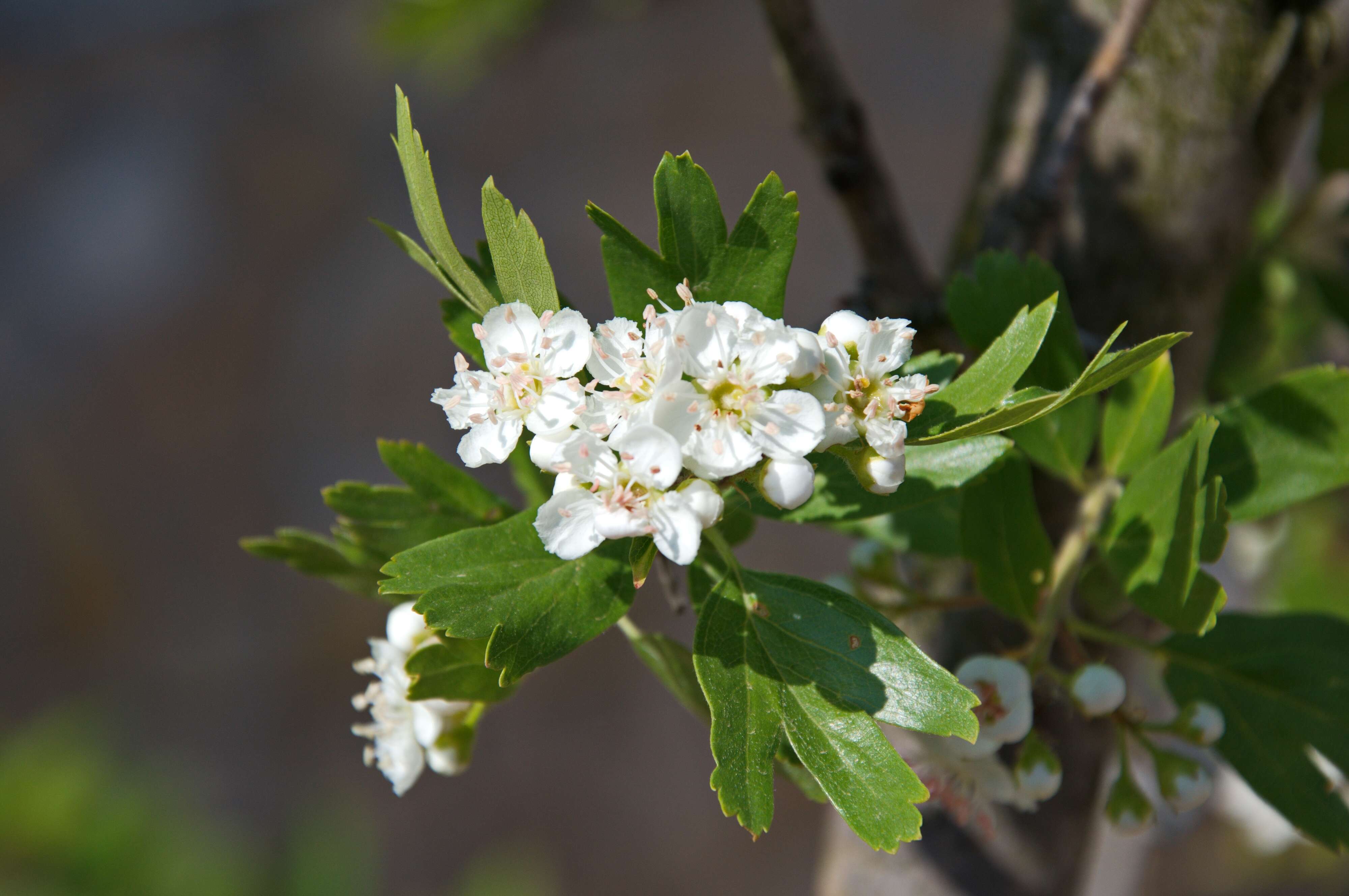 Image of Hawthorn