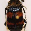 Image of Tomentose Burying Beetle