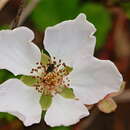 Sivun Rubus trivialis Michx. kuva