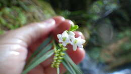 Imagem de Epidendrum fimbriatum Kunth