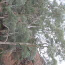 Image of Eucalyptus camaldulensis subsp. minima Brooker & M. W. Mc Donald